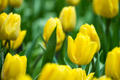 Close-up of vibrant yellow tulips blooming in a lush garden with green leaves in the background creating a stunning floral scene