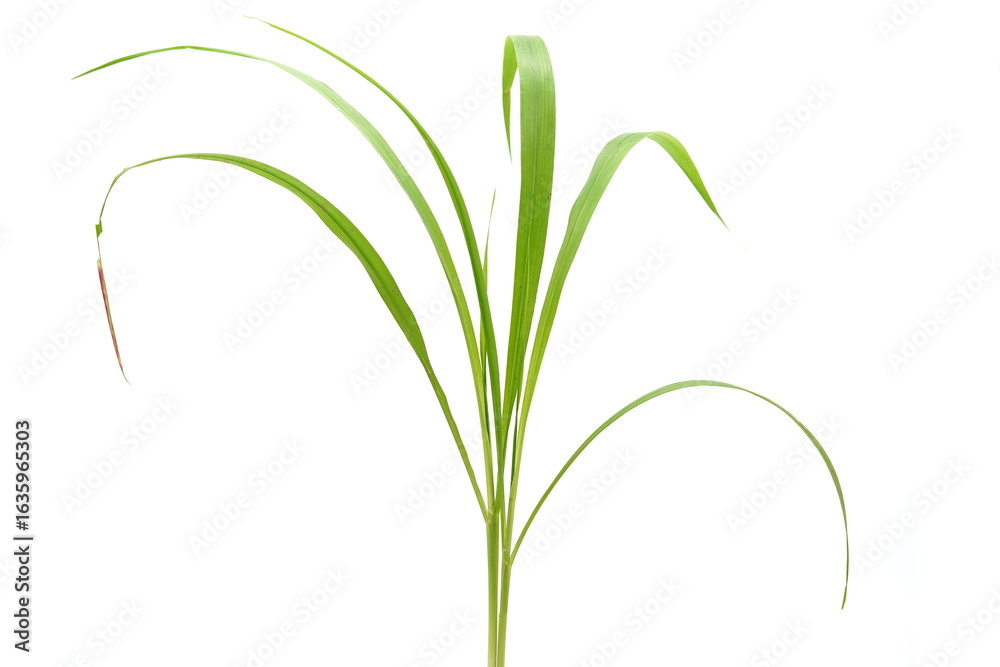 Fototapeta premium Grass is used as animal feed.
