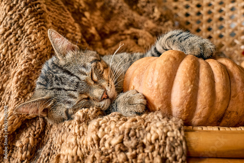 Tabby cat sleeping hugging with pumpkin on wicker chair on woolen blanket. Fall mood, autumn vibes. Thanksgiving day.