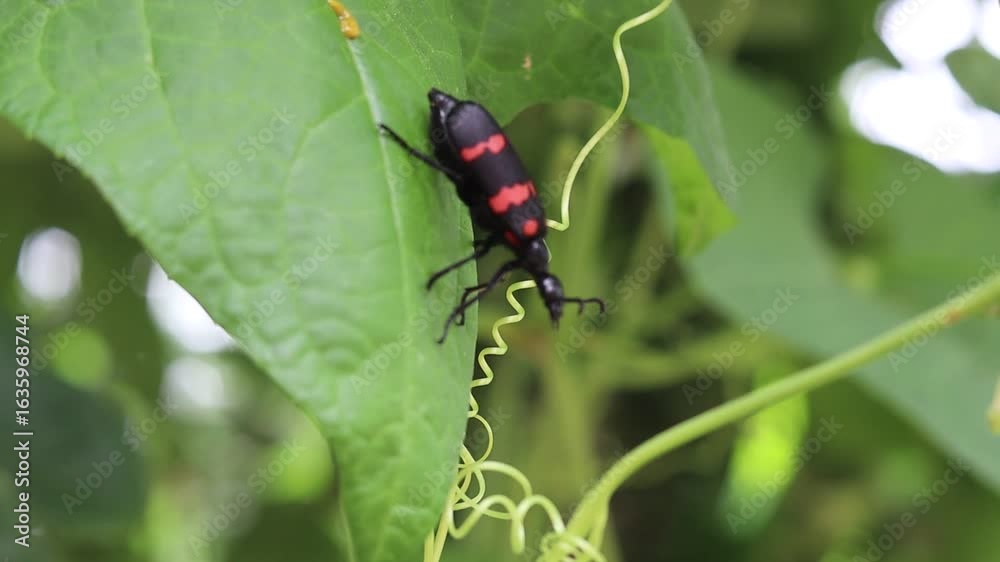 Close-up of a black and red insect crawling on a green leaf in a natural garden environment Close-up of a black and red insect crawling on a green leaf in a natural garden environment