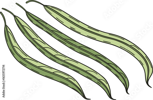 Yardlong Bean Illustration of Green Long Beans Isolated on White Background. Realistic Yardlong Bean Design Showing Detailed Green Pods for Food Concepts. Organic Yardlong Bean Artwork Featuring Farm 