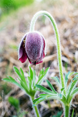 Bild auf Leinwand Close-up of Korean Pasque Flower in Early Spring