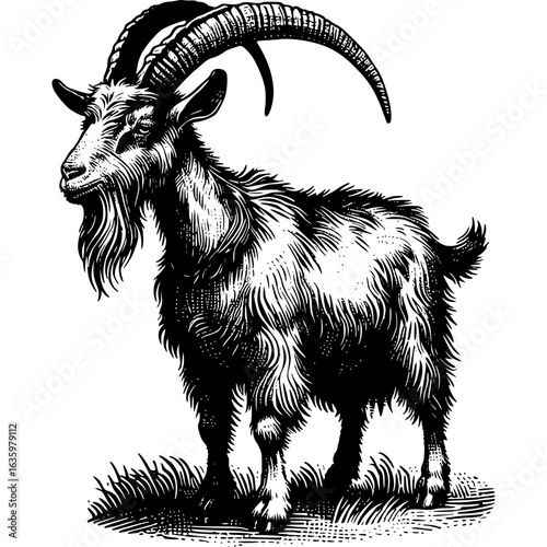 Elegant Goat: A distinguished goat stands proudly with its impressive curved horns and detailed, meticulously rendered fur, a true showcase of classic black and white art.