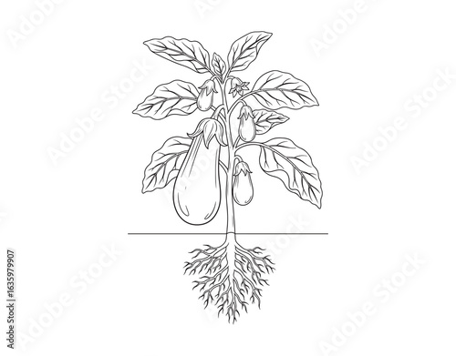 Eggplant featuring its leaves, fruits, and root system.