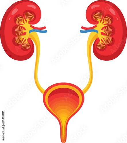 Vector illustration flat vector art of human kidney and urinary system anatomy illustration isolated on white background
