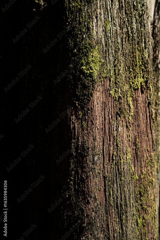Obraz premium Old tree bark with moss close up