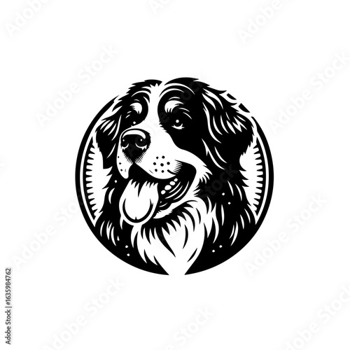 Bernese mountain dog head portrait isolated on white background