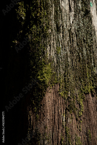 Old tree bark with moss close up