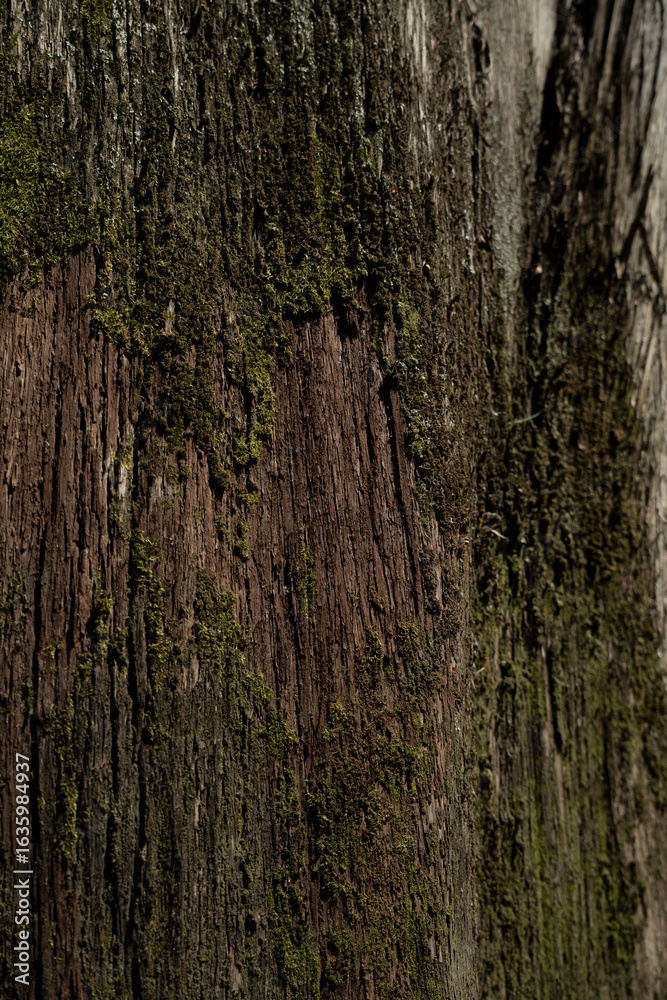Fototapeta premium Old tree bark with moss close up