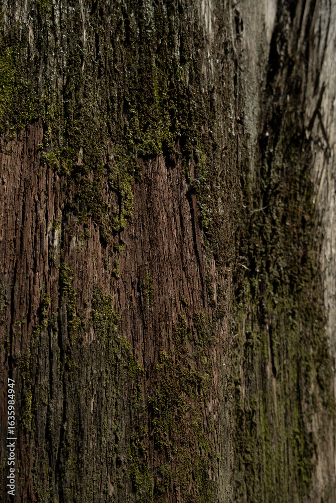 Obraz premium Old tree bark with moss close up