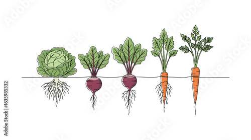 Vegetables cultivated in the soil. A row of cabbage, beets, and carrots. Plants exhibiting root structures beneath the surface. Organic and nutritious food. Banner for a vegetable garden. Poster featu