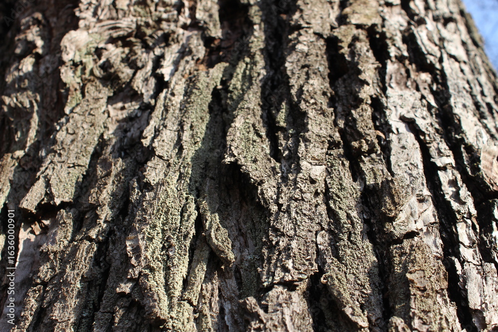 Macro Shot of Rough Tree Bark – Natural Texture Background Macro Shot of Rough Tree Bark – Natural Texture Background