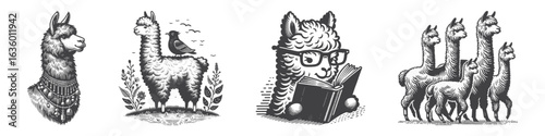 Vintage Hand-Drawn Alpaca Reading Book Illustration, Farm Animal Engraved Vector for Rustic and T-Shirt Design
