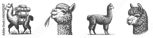 Vintage Hand-Drawn Alpaca Trekking Illustration, Outdoor Adventure Engraved Vector for Hiking and T-Shirt Design