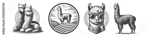 Vintage Hand-Drawn Cool Alpaca Illustration, Stylish Engraved Vector for Animal and T-Shirt Design