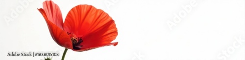 Close-up of single red poppy, sharp detail, pure white background, isolated, stock image