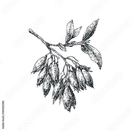 Hand-drawn sketch of a branch with unopened flower buds and leaves. Hand drawn vector illustration.