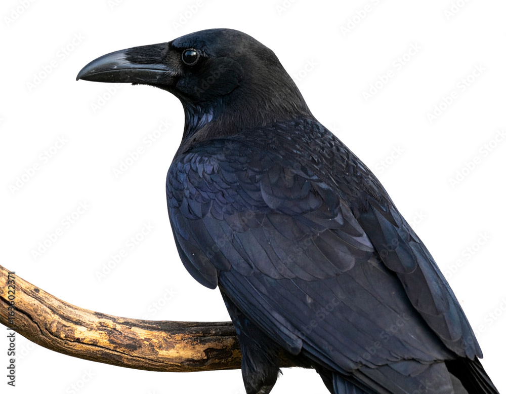 Naklejka premium Perched Raven with Head Turned Backward, Close-Up Profile, Transparent PNG