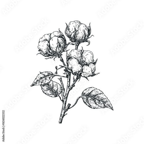 Hand-drawn sketch of cotton plant with open bolls and leaves. Hand drawn vector illustration.