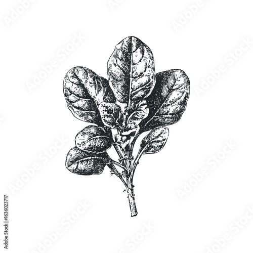 Detailed sketch of a spinach plant stem with leaves. Hand drawn vector illustration.
