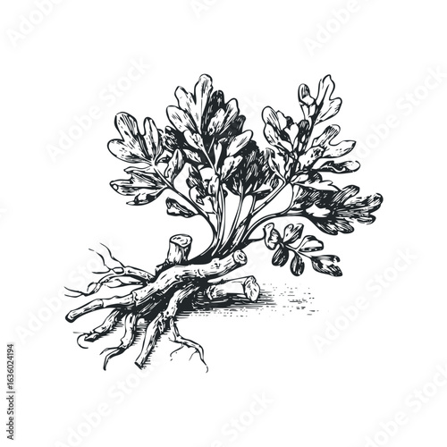 Ink drawing of parsley plant with root system. Hand drawn vector illustration.