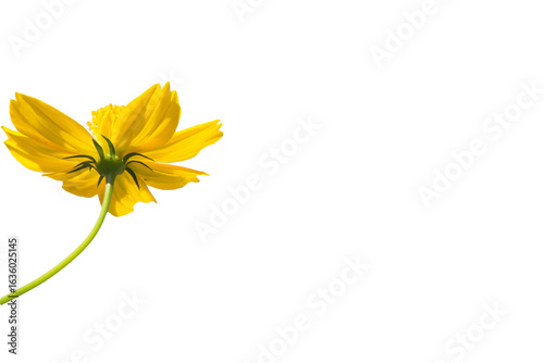 Wallpaper Mural Yellow cosmos flowers on a white background Torontodigital.ca