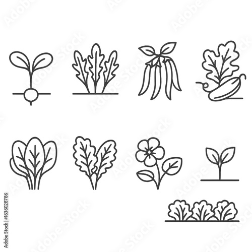 Garden Plant Line Icons. Line style icons of fast-growing garden plants: radish sprout, arugula patch, green beans, zucchini vine,