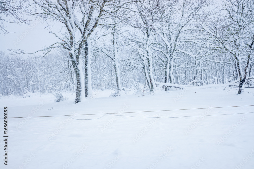 A landscape of snow covered trees after a blizzard winter magic concept A landscape of snow covered trees after a blizzard winter magic concept