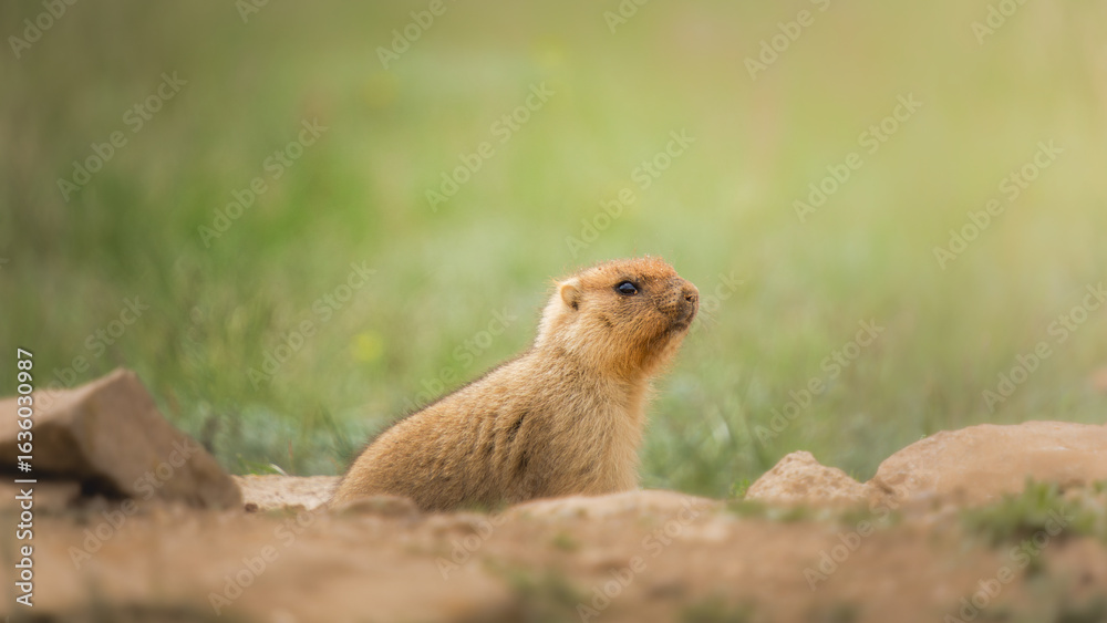Fototapeta premium Small marmot with soft fur and alert expression is sitting among rocks in a natural habitat, showcasing its curiosity and connection to the environment