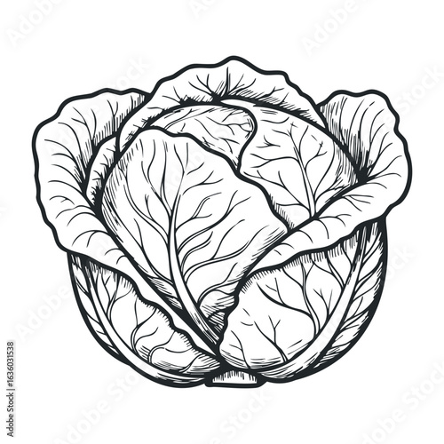 Engraved style cabbage drawing with detailed leaf patterns in black and white. Vector illustration