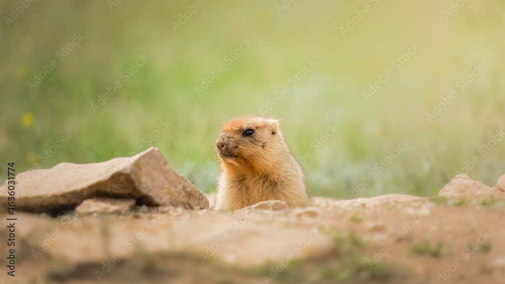 Naklejka premium Small marmot, a cute prairie dog, peeks out from behind rocks in a natural habitat, surrounded by green grass and soft sunlight, showcasing wildlife in its environment