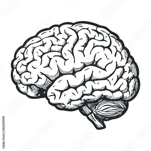 Detailed black and white human brain sketch with intricate patterns. Vector illustration