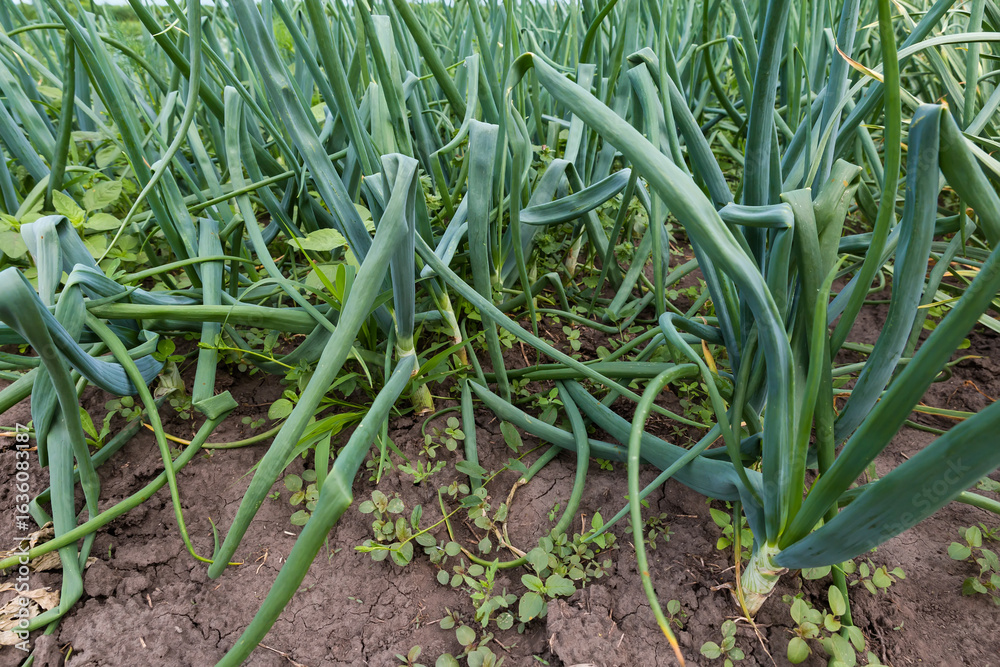 Obraz premium Young green onion growing on a field in overcast morning