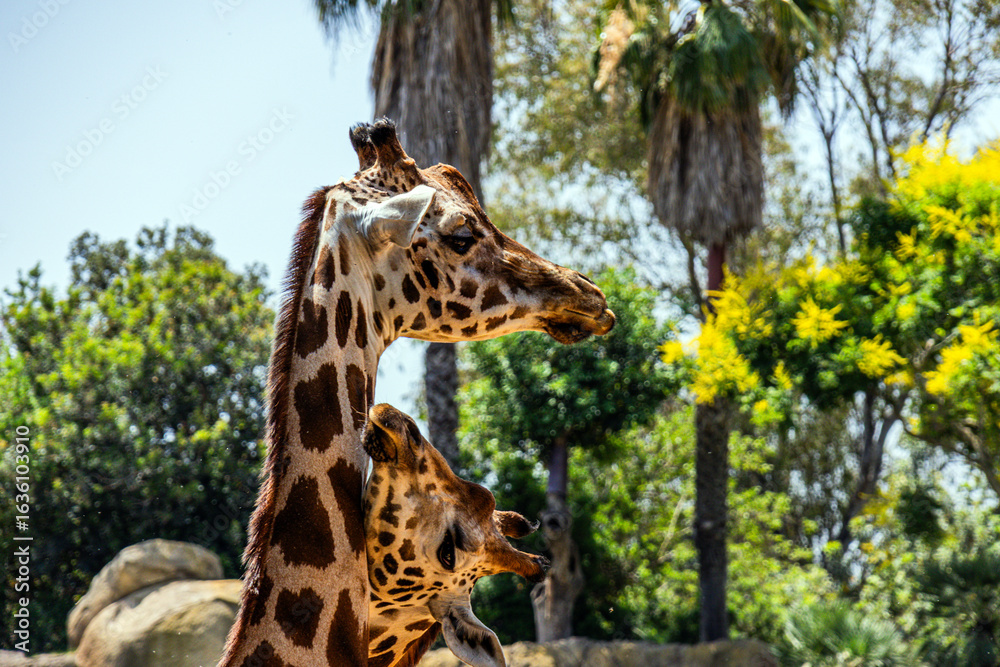 Beautiful cute long necked giraffe with brown spots reaches for mom
Beautiful cute long necked giraffe with brown spots reaches for mom