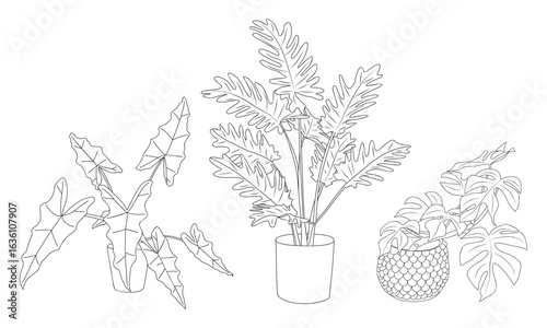 Set of Houseplants outline drawings. Indoor exotic flowers in pots line art. Philodendron, monstera, alocasia plant for home interior plans, design. Vector illustrations on transparent background