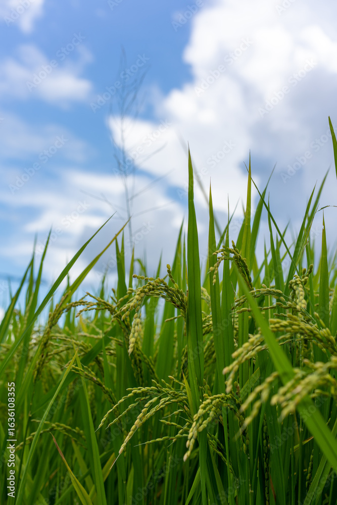 Fototapeta premium 実りの秋、青空と稲穂