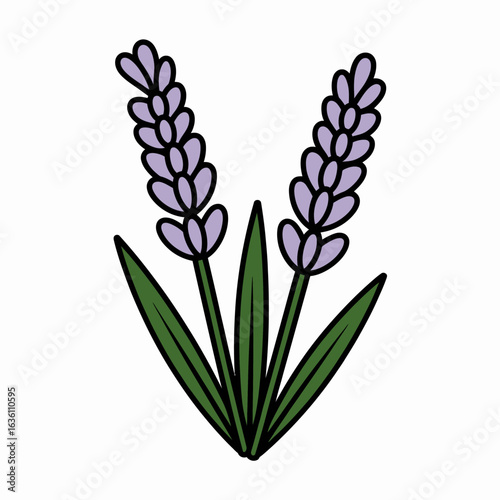 Illustration of two lavender sprigs with purple flowers and green leaves on a clean white background for various design needs