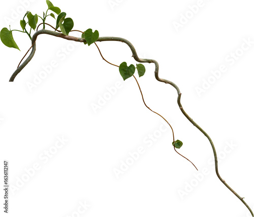 Vine plant, Branch creeper leaf green, Liana tropical nature.