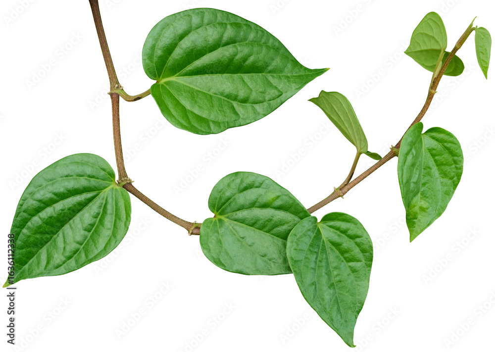 Naklejka premium Vine plant, Betel leaves, Green leaves.