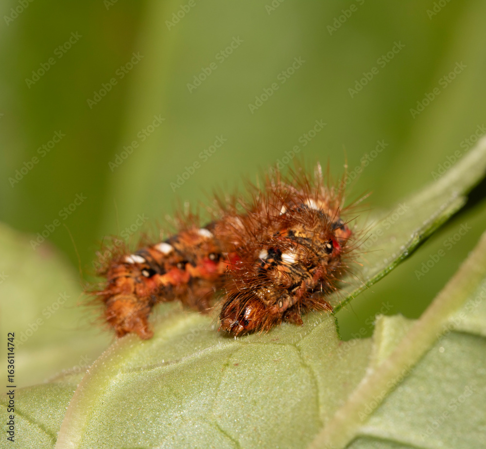 Fototapeta premium Close up of a tussock caterpillar from a moth butterfly on a large leaf
