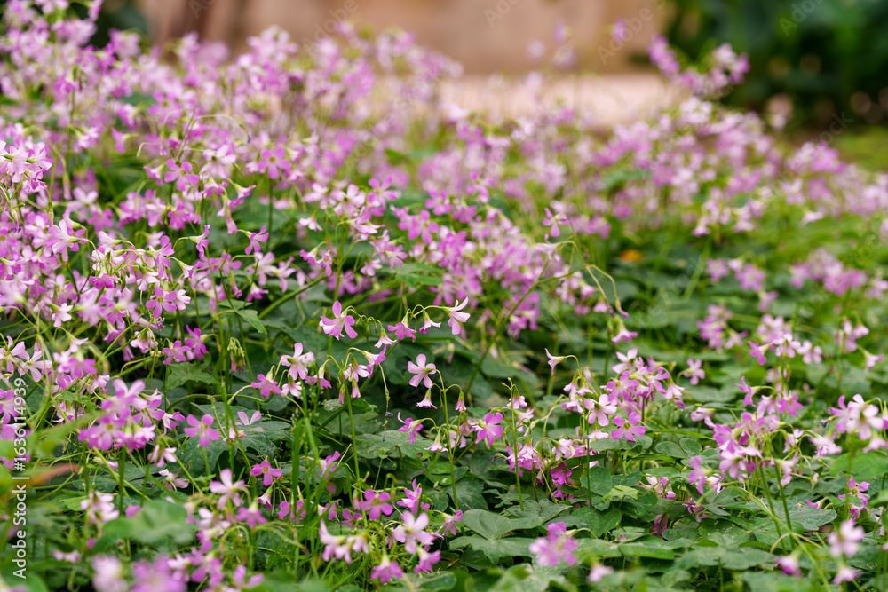 Obraz premium Close-up of purple Oxalis corymbosa (Oxalis debilis var. corymbosa) flowers blooming in spring.