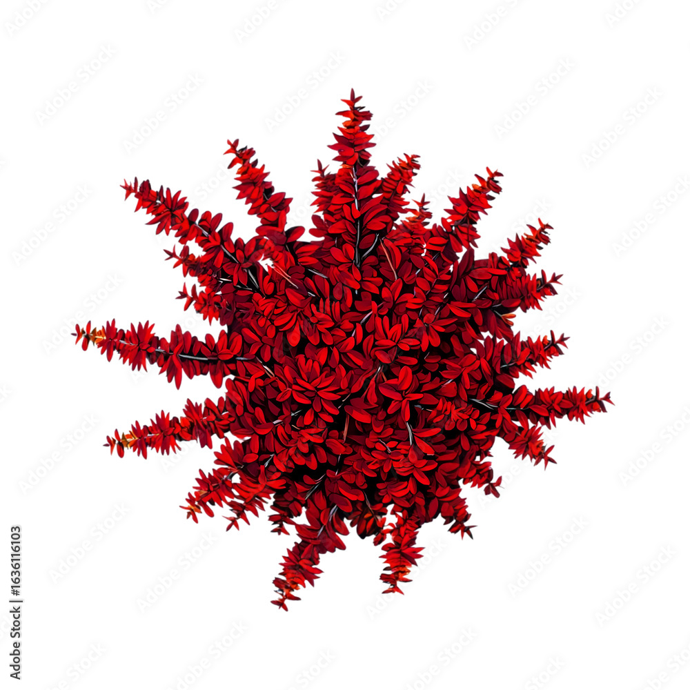 Naklejka premium Intricate Red Creeper Plant, Starburst Design, Botanical Illustration, Dark Background