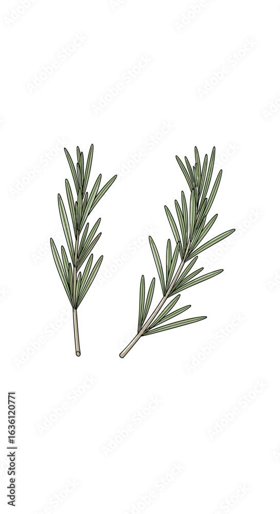 Fototapeta premium Two delicate green rosemary sprigs with small needle-like leaves rendered in a realistic style with detailed textures and subtle shading on a white background