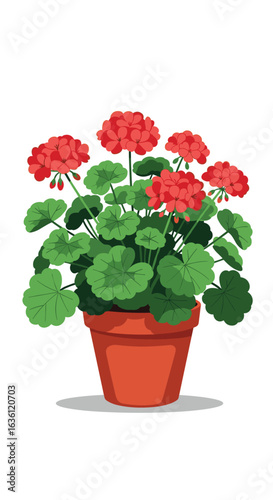 A detailed look at beautiful red geraniums blooming in a terracotta pot on a white background