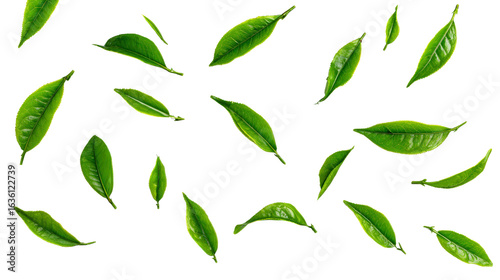 Fresh green tea leaves scattered Transparent background, PNG file