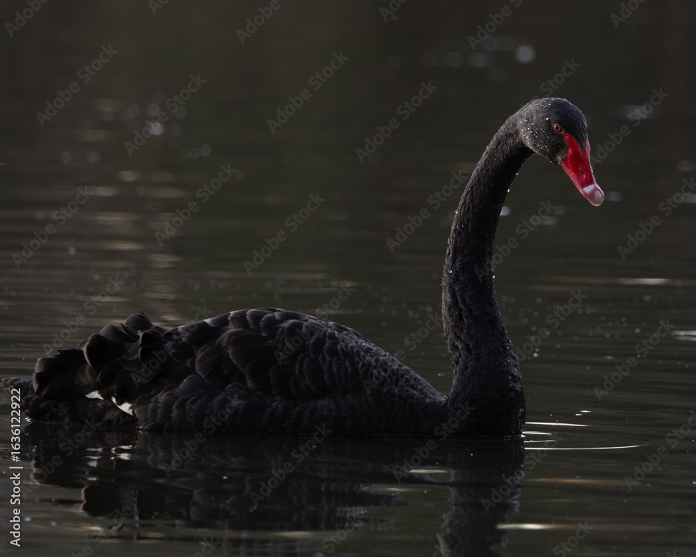 Fototapeta premium Black swan in the sunset