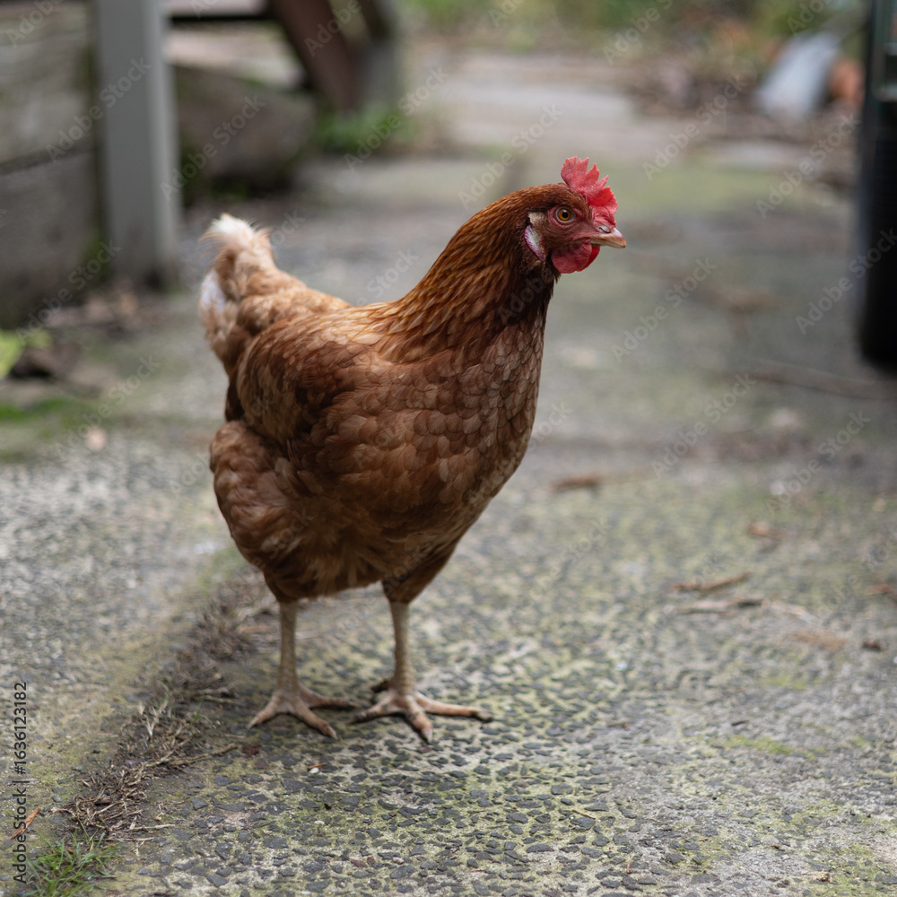 Fototapeta premium Curious Isa Brown Chicken looking