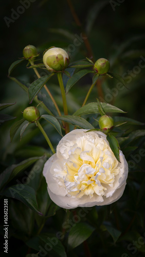 White peony flower.