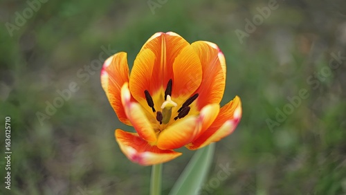 Bright orange tulip blooms in a vibrant garden during springtime, showcasing nature's beauty and color