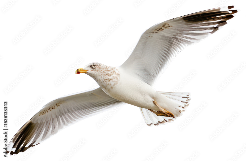 Obraz premium PNG Beautiful seagull flying animal white bird.